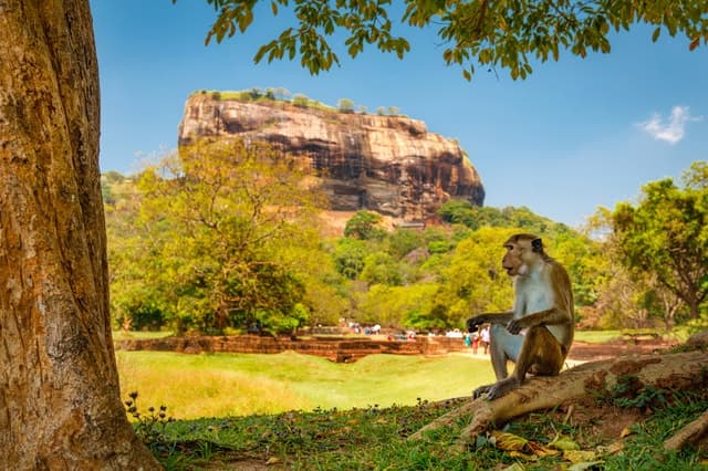 From Colombo: Sigiriya and Dambulla Day Trip with Safari