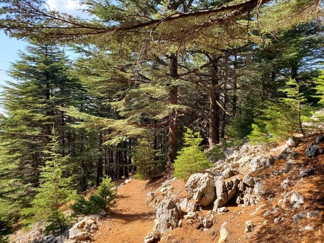 Cedars Shouf & Beiteddine w/pick-up, guide, entries+lunch