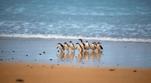 Phillip Island: Penguin Parade and Multi Attraction Pass