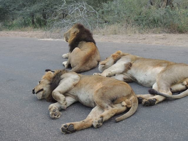 Kruger National Park: Full-Day Game Drive with Pickup