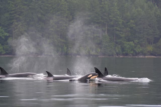 Unforgettable Seattle Whale Watching & Marine Life Tours