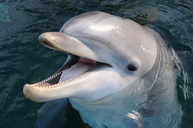 Genoa: Aquarium of Genoa & City of Children and Youth Ticket