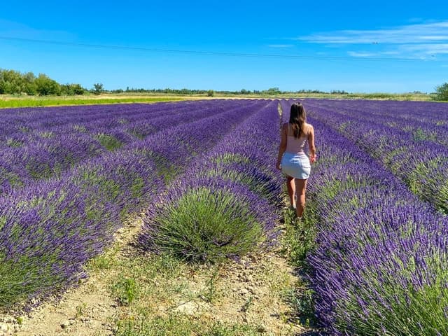Lavender Field & Distillery Tour between Nimes & Arles
