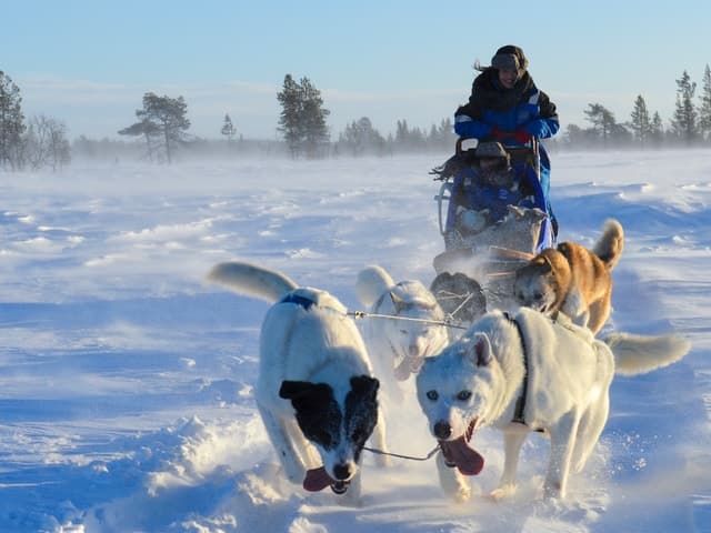 Kiruna: Self-drive Husky Morning Tour