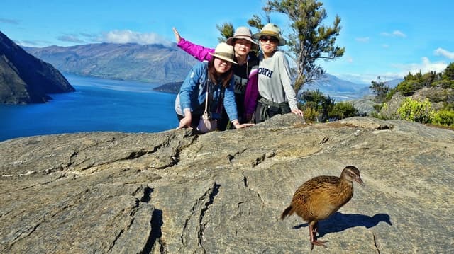 Mou Waho Island: 3-Hour Cruise and Guided Nature Walk