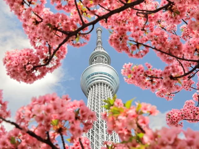 Tokyo: Meiji Shrine, Asakusa, Skytree Bus Tour and Cruise