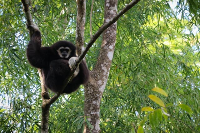 Authentic Mae Kampong Village Tour & Chiang Mai Nature Escape