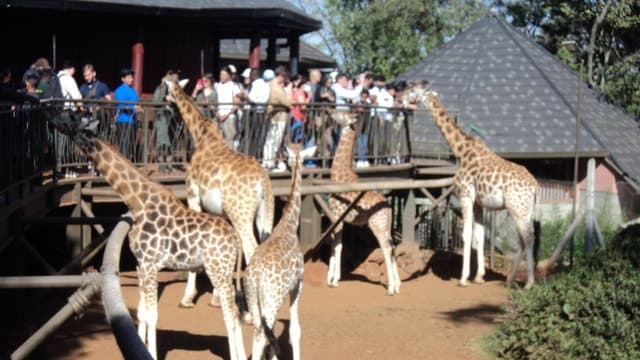 Giraffe Center and Karen Blixen Museum Tour from Nairobi