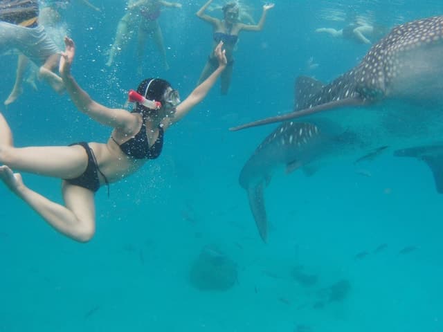 Cebu Whale Shark Swimming & Kawasan Canyoneering Group Tour