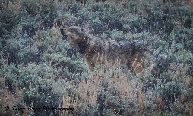 Yellowstone: Full-Day Private Guided Tour by Car with Lunch