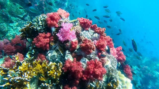 Best Koh Lipe Snorkeling Tours & Island Adventures