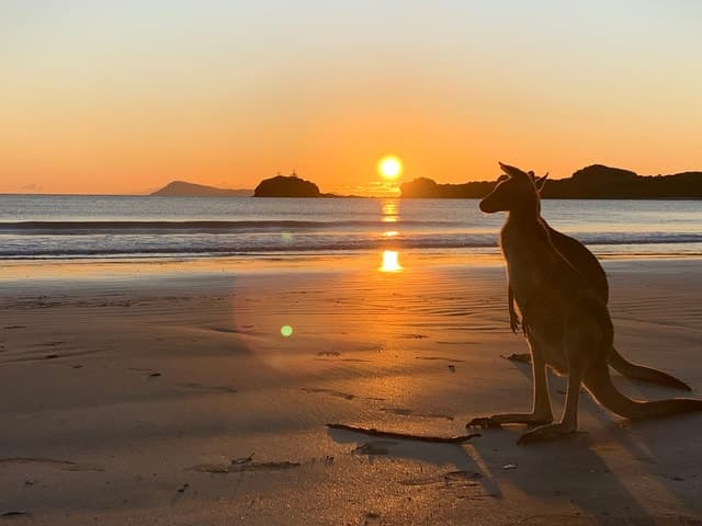 Mackay: Wallabies on the Beach Sunrise Trip