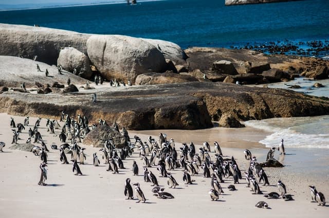 Best Boulders Beach Penguin Tours & Cape Town Wildlife