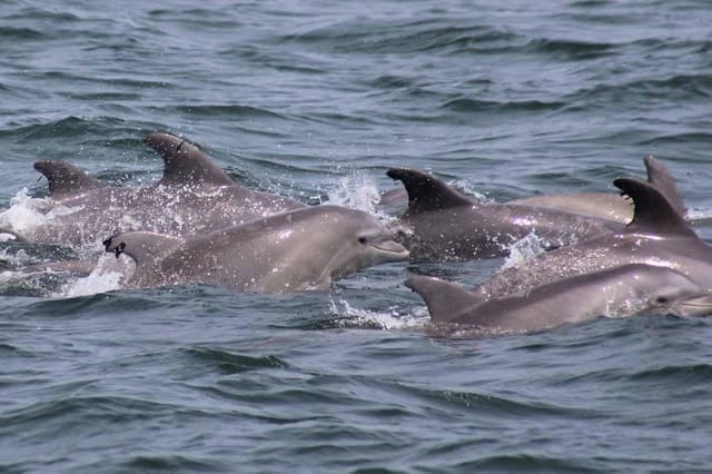 Atlantic City: Dolphin Watching Ocean Cruise Adventure