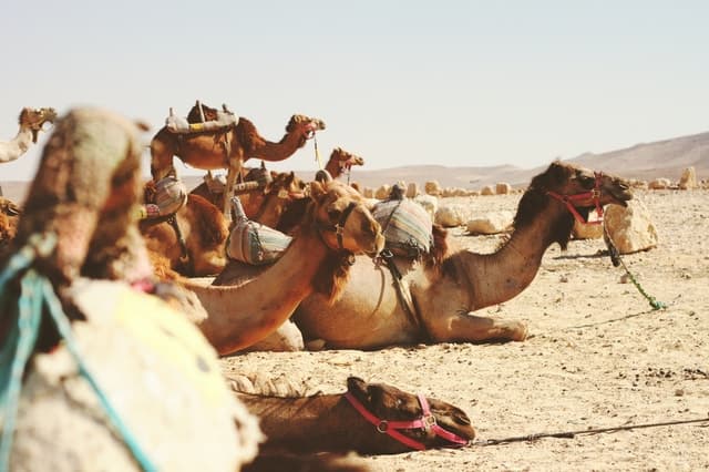 Bethlehem: Jericho and Jordan River Half-Day Trip
