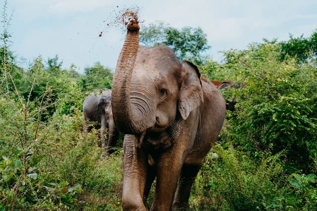 Udawalawe National Park: Elephant Safari with Expert Guide