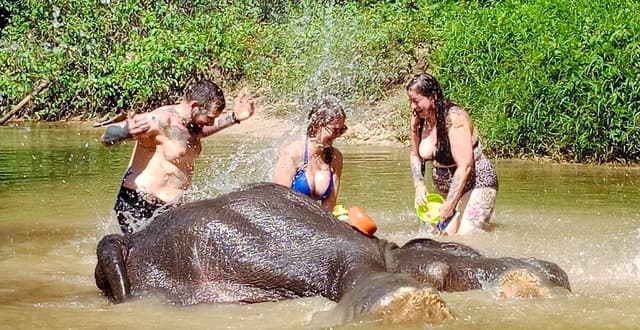 Khao Lak: Ethical Elephant Observation Tour