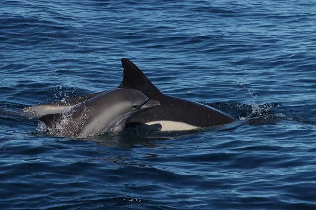 Lagoa: Dolphin Watching & Benagil Tour with Biologist Guide
