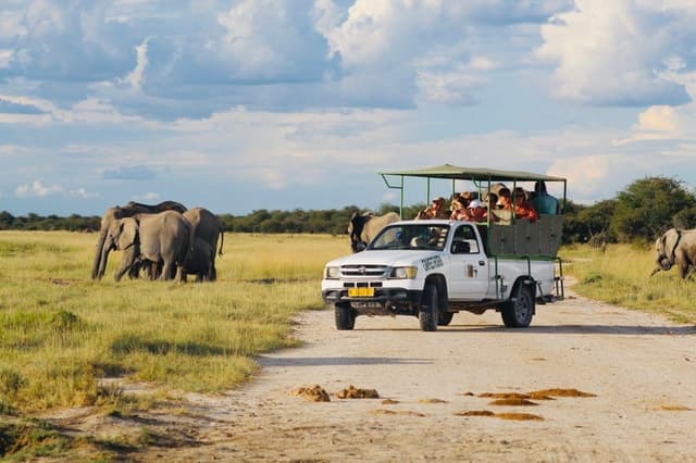 Etosha National Park: Full or Half-Day Game Drive