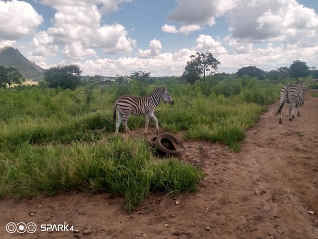 Malawi wildlife safari Tour