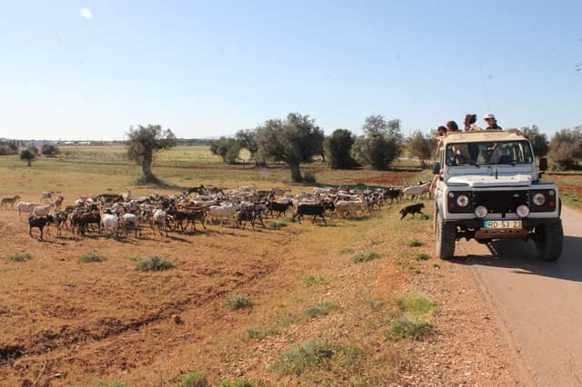 Best Off-Road Albufeira Jeep Tours & Algarve Adventures