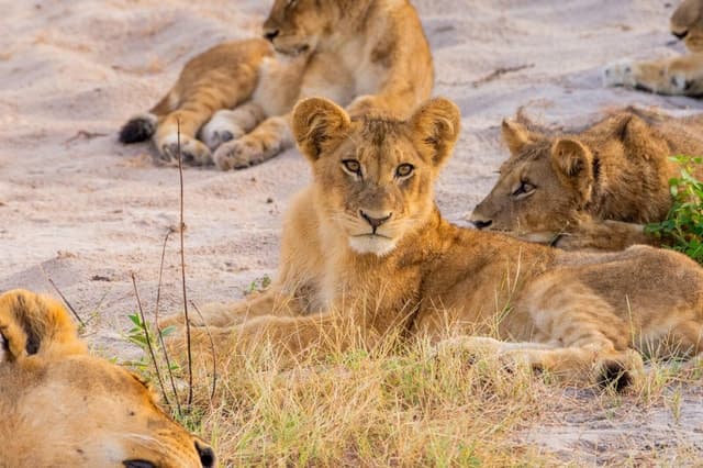 From Kasane: Chobe National Park Full Day Wildlife Safari