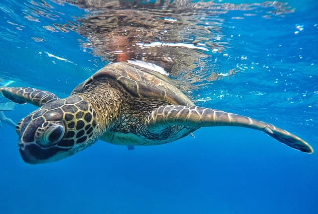 Ka'anapali Beach: Coral Reef Snorkel and Turtle Spotting
