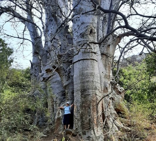 Praia: Baobab Mysterious Tree, Green Valley & Old City Hike