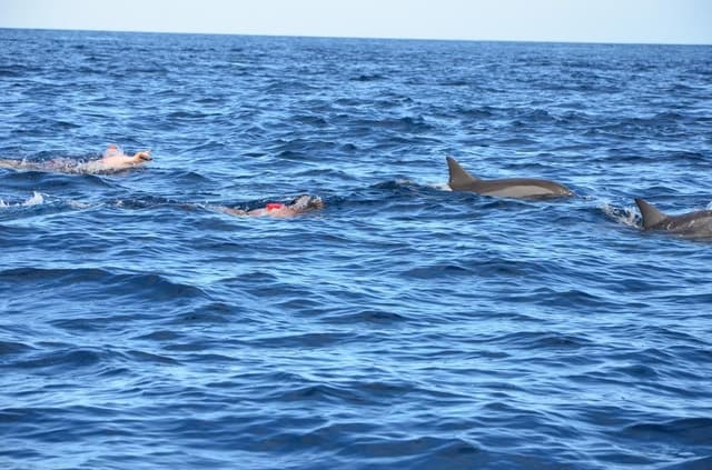 Dolphins: Private, Snorkel, CrystalRock, ileoBenitiers,lunch