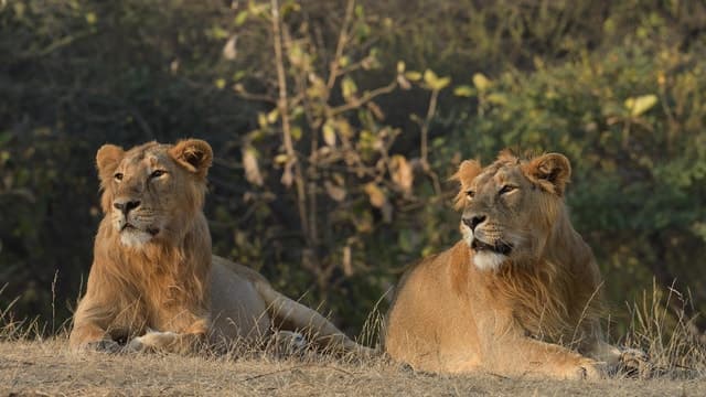 From Rajkot: Private Gir & Somnath Weekend Tour
