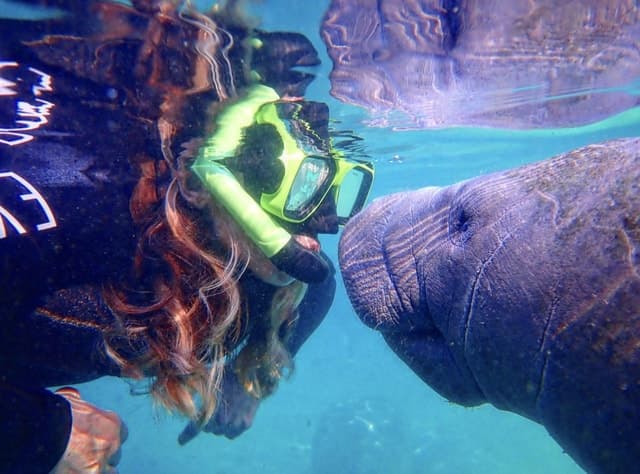 Crystal River: Manatee Swim Group Tour