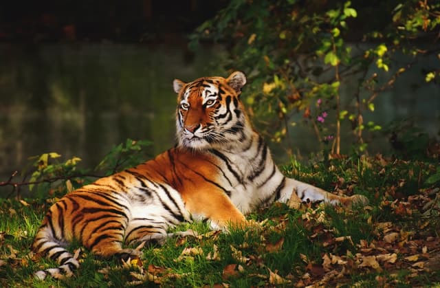From Nagpur: Pench Wildlife Private Tour with Accommodation