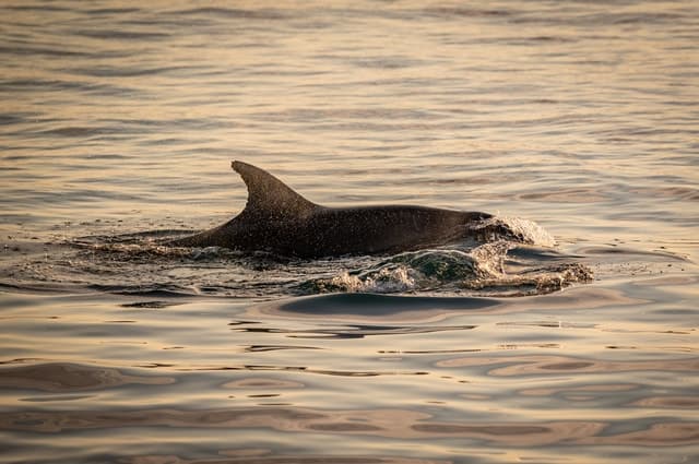 Pula:Brijuni Dolphin&Sunset tour with drinks,optional Dinner