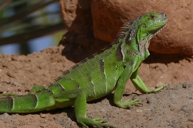 Top-Rated Agadir Crocodile Park Wildlife Adventure