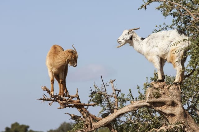 Agadir or Taghazout: Goat on Trees and Crocoparc with Pickup