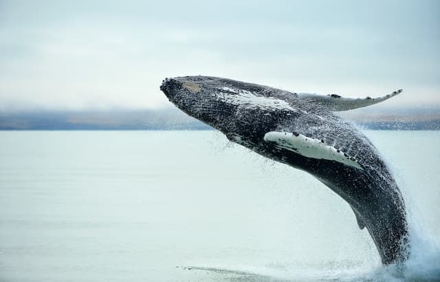 Best Kaikoura Day Trips & Whale Watching from Christchurch