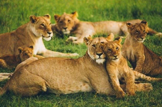 4 DAYS MAASAI MARA GROUP SAFARI: (WITH MARA PARK FEES) - 4WD