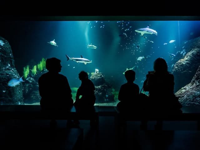 Gothenburg: Universeum Entry Ticket