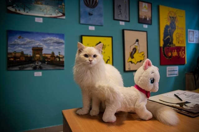 Cat Museum Budapest: Feline History & Art