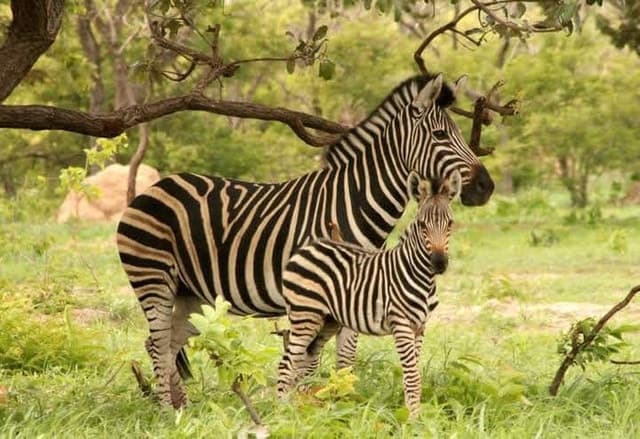 Fathala Wildlife Safari: Banjul's Premier Nature Adventure