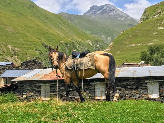 Compare Top-Rated Tusheti Tours from Tbilisi