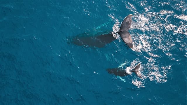 Kaikoura: Whale Watching Flight with Commentary