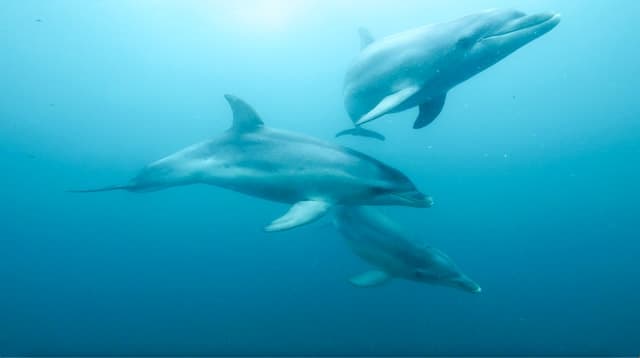 Queenscliff Harbour: 3.5hr Seal & Dolphin Snorkelling Tour