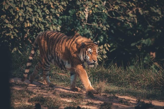Best Jim Corbett Wildlife Safaris from New Delhi
