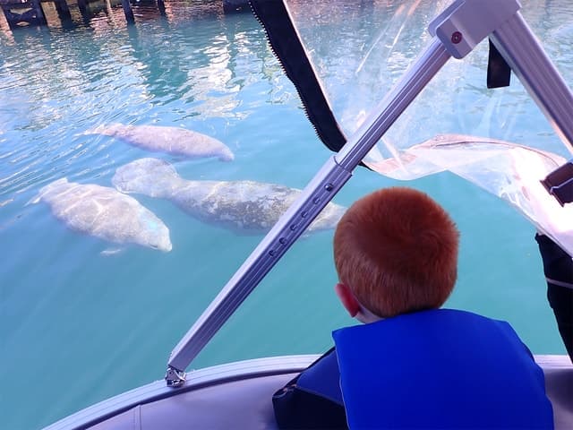 Crystal River: Manatee Viewing & Sightseeing Boat Tour