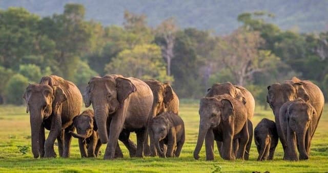 From Sigiriya: Minneriya National Park Elephant Safari