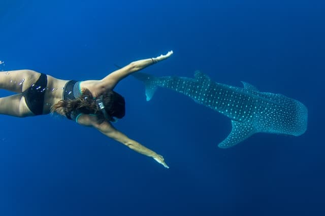 Best Whale Shark Tours in Puerto Princesa