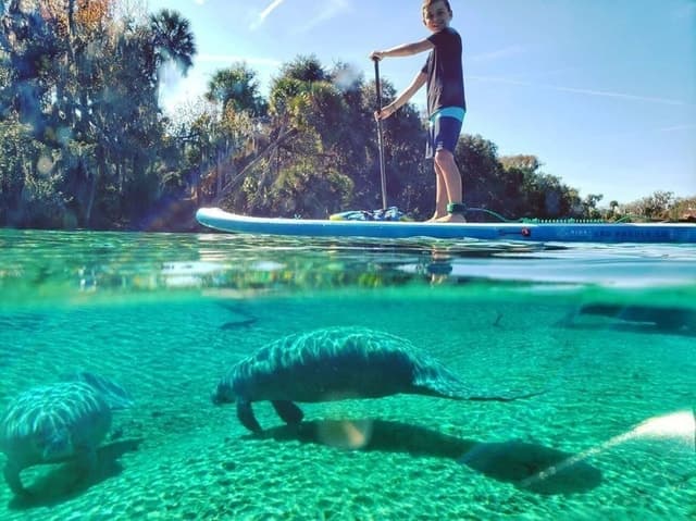 Best Paddle Board Rentals in Crystal River, Florida
