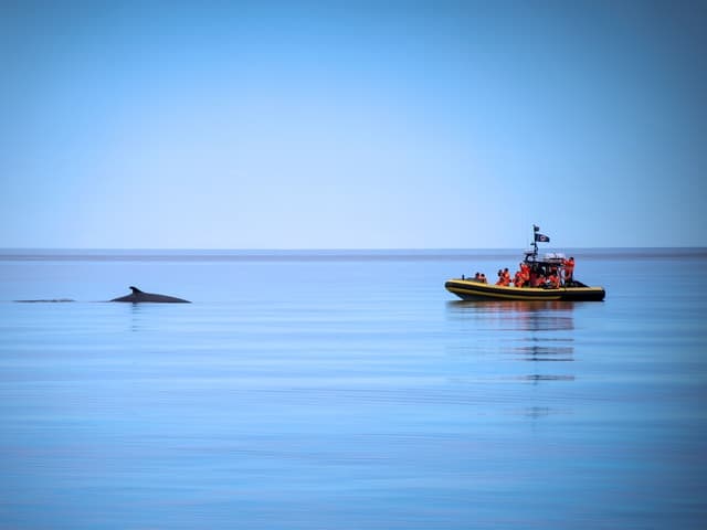 Tadoussac/Charlevoix: Whale Watching Zodiac Tour