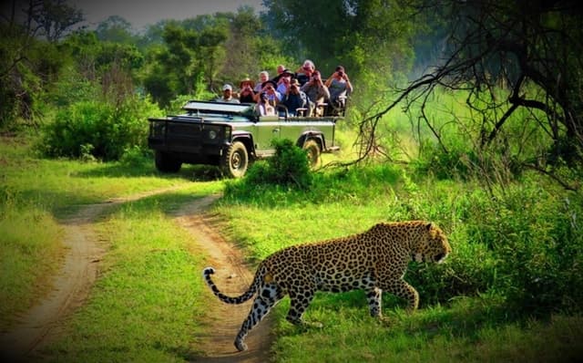 Best Chitwan Safari Tours & Wildlife Adventures from Pokhara